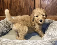 Whiskey, a male Goldendoodle for sale in Shawnee, OK – Photo 7 of 10