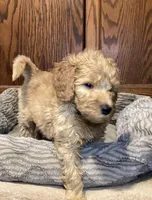 Whiskey, a male Goldendoodle for sale in Shawnee, OK – Photo 10 of 10