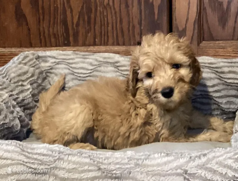Whiskey, a male Goldendoodle for sale in Shawnee, OK – Photo 1 of 10