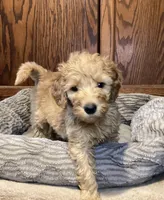 Whiskey, a male Goldendoodle for sale in Shawnee, OK – Photo 8 of 10