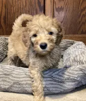 Whiskey, a male Goldendoodle for sale in Shawnee, OK – Photo 9 of 10