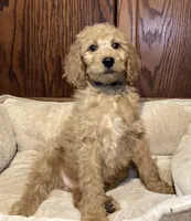 Andy, a male Goldendoodle for sale in Shawnee, OK – Photo 8 of 8