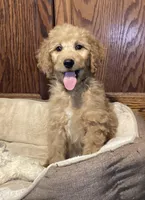 Andy, a male Goldendoodle for sale in Shawnee, OK – Photo 7 of 8