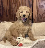 Andy, a male Goldendoodle for sale in Shawnee, OK – Photo 5 of 8