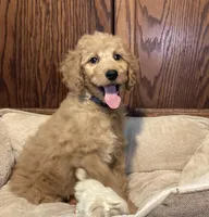 Andy, a male Goldendoodle for sale in Shawnee, OK – Photo 4 of 8