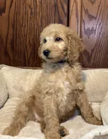 Andy, a male Goldendoodle for sale in Shawnee, OK – Photo 6 of 8