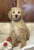 Andy, a male Goldendoodle for sale in Shawnee, OK – Photo 2 of 8