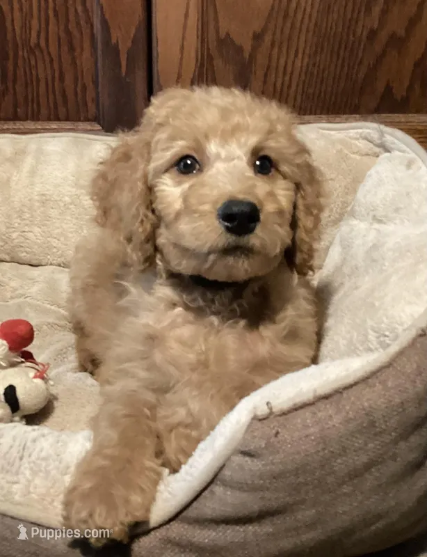 Andy, a male Goldendoodle for sale in Shawnee, OK – Photo 1 of 8