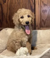 Andy, a male Goldendoodle for sale in Shawnee, OK – Photo 3 of 8