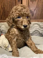 Sophia, a female Goldendoodle for sale in Shawnee, OK – Photo 6 of 10