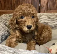 Sophia, a female Goldendoodle for sale in Shawnee, OK – Photo 8 of 10
