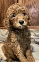 Sophia, a female Goldendoodle for sale in Shawnee, OK – Photo 10 of 10