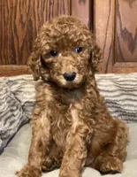 Sophia, a female Goldendoodle for sale in Shawnee, OK – Photo 7 of 10