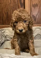 Sophia, a female Goldendoodle for sale in Shawnee, OK – Photo 5 of 10