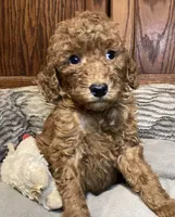 Sophia, a female Goldendoodle for sale in Shawnee, OK – Photo 9 of 10