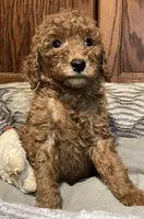 Sophia, a female Goldendoodle for sale in Shawnee, OK – Photo 3 of 10
