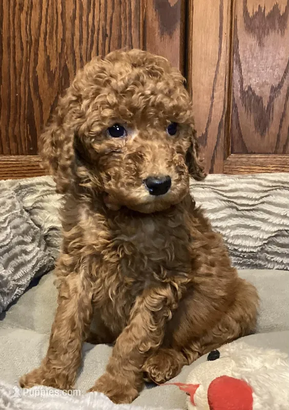 Sophia, a female Goldendoodle for sale in Shawnee, OK – Photo 1 of 10