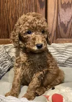 Sophia, a female Goldendoodle for sale in Shawnee, OK – Photo 1 of 10