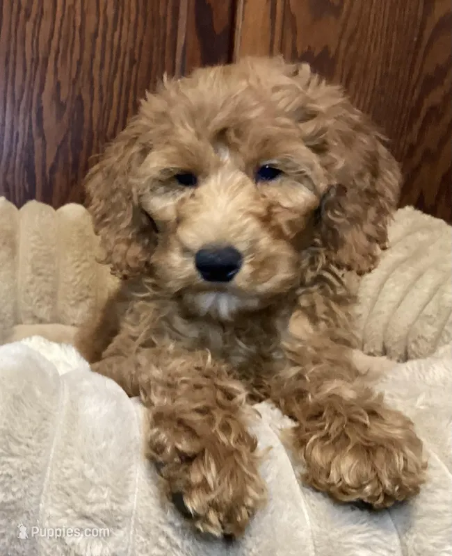 Paddy Patty, a female Goldendoodle for sale in Shawnee, OK – Photo 1 of 4