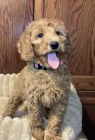 Paddy Patty, a female Goldendoodle for sale in Shawnee, OK – Photo 3 of 4
