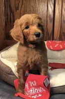 Finn/orange collar, a male Goldendoodle for sale in Shawnee, OK – Photo 2 of 7