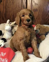 Finn/orange collar, a male Goldendoodle for sale in Shawnee, OK – Photo 6 of 7