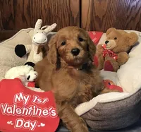 Finn/orange collar, a male Goldendoodle for sale in Shawnee, OK – Photo 5 of 7