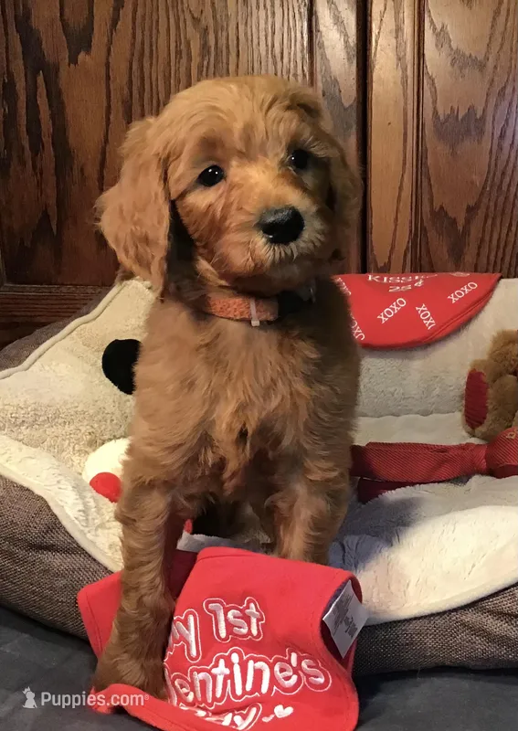 Finn/orange collar, a male Goldendoodle for sale in Shawnee, OK – Photo 1 of 7