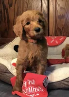 Finn/orange collar, a male Goldendoodle for sale in Shawnee, OK – Photo 1 of 7