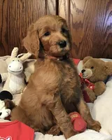 Finn/orange collar, a male Goldendoodle for sale in Shawnee, OK – Photo 3 of 7
