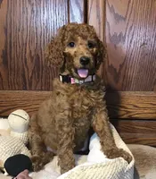 Dixie, a female Goldendoodle for sale in Shawnee, OK – Photo 4 of 5