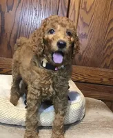 Dixie, a female Goldendoodle for sale in Shawnee, OK – Photo 1 of 5