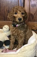 Dixie, a female Goldendoodle for sale in Shawnee, OK – Photo 2 of 5