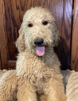 Dumpling, a male Goldendoodle for sale in Shawnee, OK – Photo 5 of 5