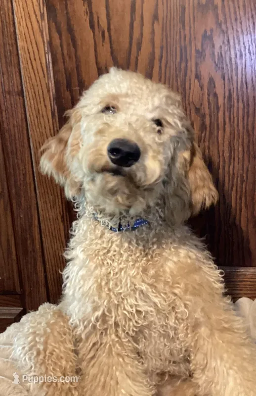 Dumpling, a male Goldendoodle for sale in Shawnee, OK – Photo 1 of 5