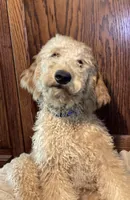 Dumpling, a male Goldendoodle for sale in Shawnee, OK – Photo 1 of 5