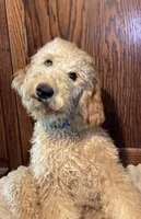 Dumpling, a male Goldendoodle for sale in Shawnee, OK – Photo 3 of 5