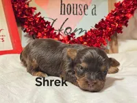 Shrek, a male Yorkshire Terrier for sale in Fredericktown, MO – Photo 2 of 4