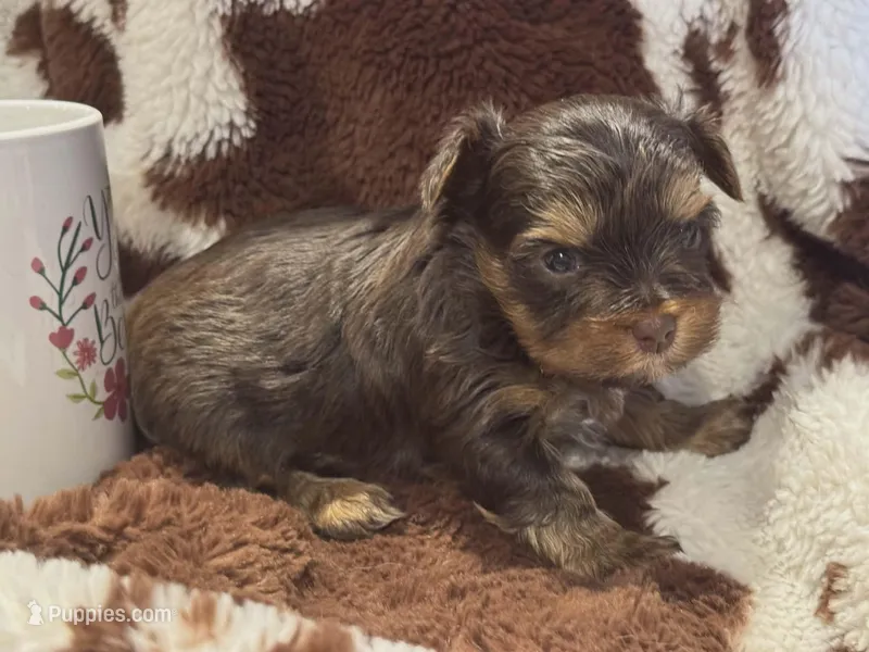 Shrek – Yorkshire Terrier puppy for sale in Fredericktown, MO