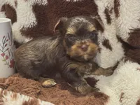 Shrek, a male Yorkshire Terrier for sale in Fredericktown, MO – Photo 4 of 4