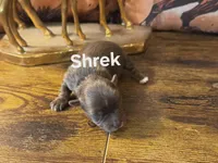 Shrek, a male Yorkshire Terrier for sale in Fredericktown, MO – Photo 3 of 4