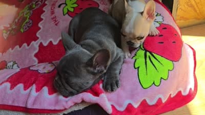 Tana, a female French Bulldog for sale in Greeley, CO – 10 of 10