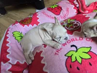 Tana, a female French Bulldog for sale in Greeley, CO – 2 of 10