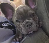 Clover, a female French Bulldog for sale in Greeley, CO – 3 of 10