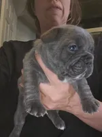 Fiona , a female French Bulldog for sale in Greeley, CO – 2 of 7