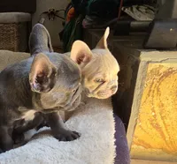 Tana, a female French Bulldog for sale in Greeley, CO – 9 of 10