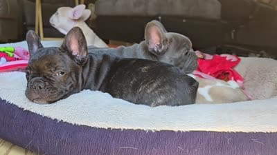 Fiona , a female French Bulldog for sale in Greeley, CO – 7 of 7