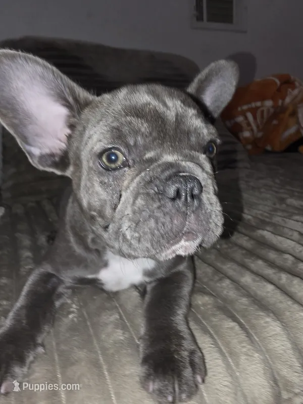 Clover – French Bulldog puppy for sale in Greeley, CO