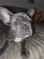 Clover, a female French Bulldog for sale in Greeley, CO – 1 of 10