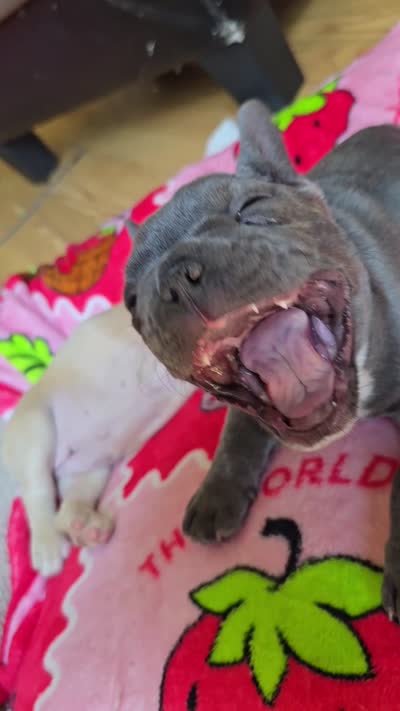 Fiona , a female French Bulldog for sale in Greeley, CO – 4 of 7
